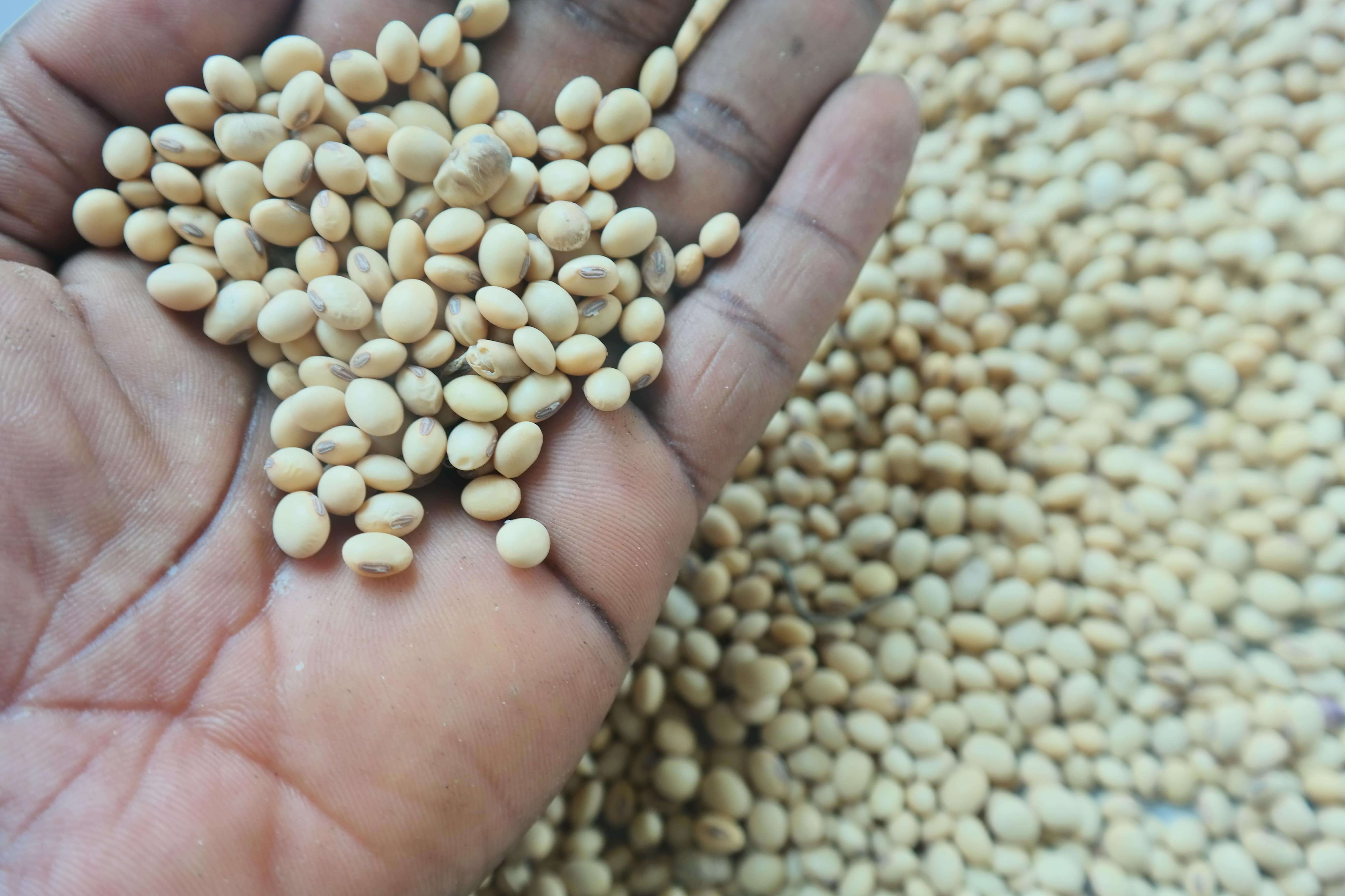 Soya Beans Trading