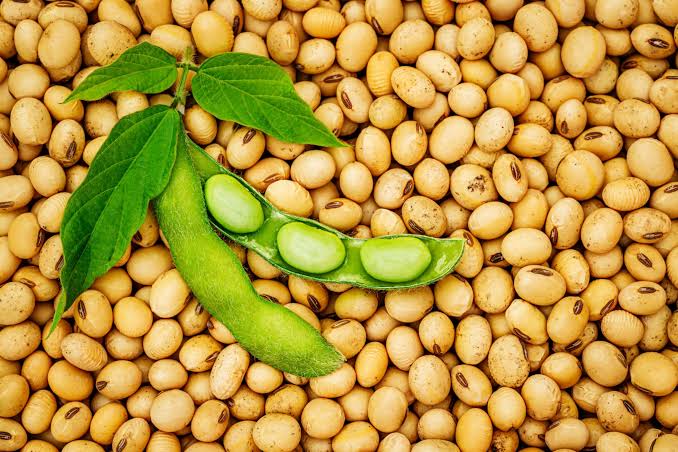 High protein soya beans supply